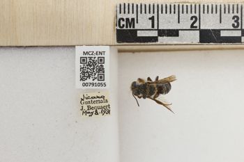 Media type: image;   Entomology 791055 Aspect: Labels
